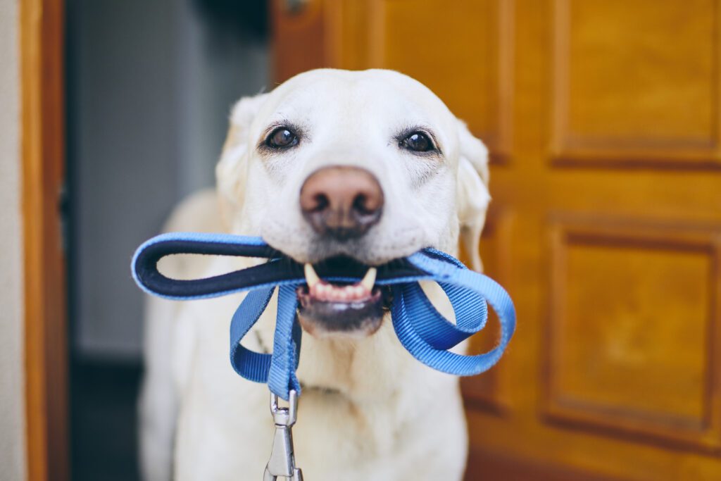 Dog Holding Leash