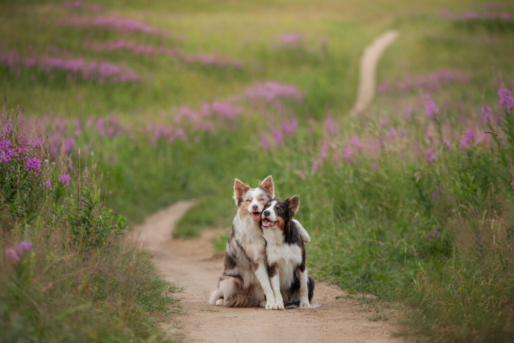 Dog Trail Hike Services by Happy Hounds